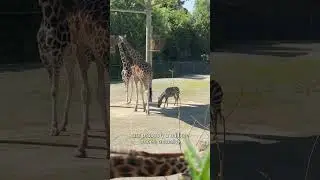 Dublin Zoo - World Giraffe Day 2025