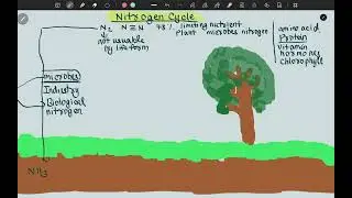 Nitrogen Cycle 
