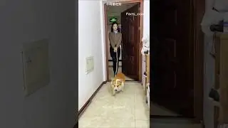 Dog Surprises His Owner with a Cute Gift 🐶❤️