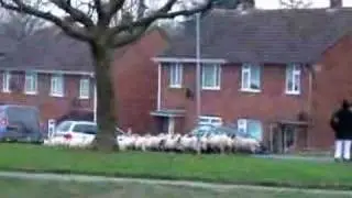 Sheep Escape. Dines Green, Worcester, Worcestershire, England 18th December 2007 3
