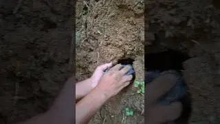 Found a bird's nest in the hole #BirdsNest #BirdsNestInTheHole #WildlifeVideo #Birdwatching #NatureL