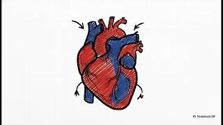 Vascular❤️ Vitality: Mechanics and Disorders of the Circulatory System The Body s Superhighway