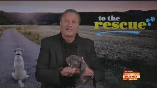 To the Rescue: Tommy Habeeb and Steel on KTNV Las Vegas