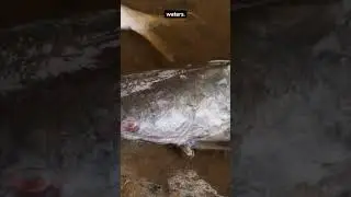Amazing Catfish Facts: 5 Fascinating Things About Catfish You Won't Believe! | Fauna Fax #Shorts