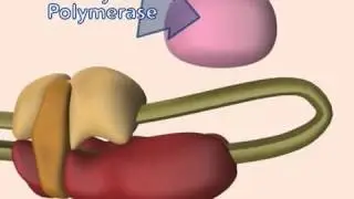 mRNA 5 prime cap and poly A tail   YouTube