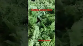 cotton candy fern