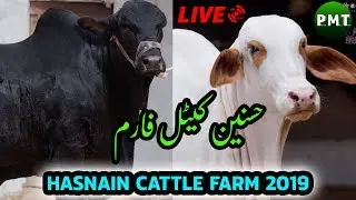 🔴 Live At Hasnain Cattle Farm 2019 Collection | Call Asim - 03162092261