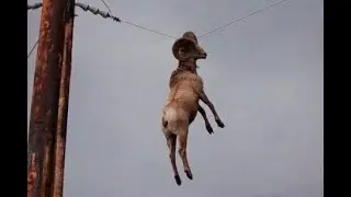 How did this goat get on the Akosombo power line? 😲