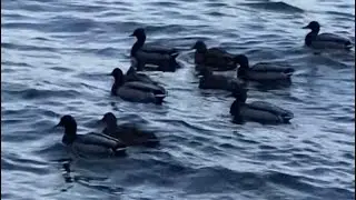 Waverly Beach Park Kirkland Washington | In the Lap of the Mother Nature