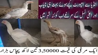 Quetta mai Indian Murghy Bhut Hi Aalla Nasal k