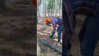 KAVAK AĞACI KESİMİ