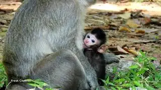 Jayden Monkey, So Lovely Cute Baby Monkey Jayden and Mom Jade Monkey #195