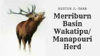The Wakatipu Manapouri Herd Hector J  Carr; Merriburn Basin, Longwood Range, Western Southland 1937