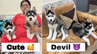 Panda & Sultan is Aggressive now 😨| Husky Dog | Rottweiler| Review reloaded￼