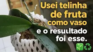 Depois de meses raízes perfeitas em vaso reciclado.