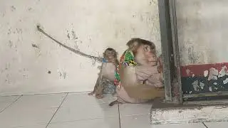 GROOMING BIMA WITH PATRICK JUMBO#BERUK#MONKEY#ANIMALFUNNY#VIDEOVIRAL#IMLEK
