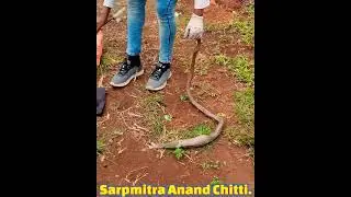 When cobra vomits its prey.. | Sarpmitra Anand Chitti |