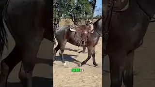Pay Attention to Your Horse's Breathing for Signs of Comfort & Anxiety
