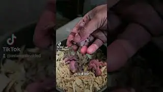 Bird Leg Bands - Why breeders use leg bands? Are they safe?