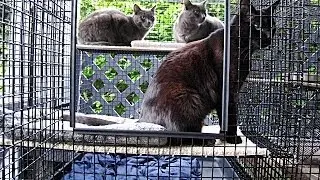 Cat Condo Living With Thunder, Monkey & Panther