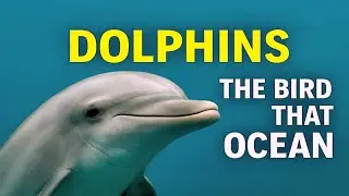 DOLPHINS: THE BIRDS OF THE OCEAN &ndash; INTELLIGENT, PLAYFUL, AND GRACEFUL MARINE MAMMALS IN THE WILD