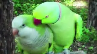 funk de passaros(bird opera bigfox)