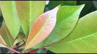 💯 Tạm n&oacute;i c&oacute; 4 Duy&ecirc;n l&agrave; g&igrave; ? ❄️ ☀️ 🔥  |  Awareness SAMON