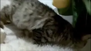 Game with the toy-mouse. Siberian kitten from cattery Zaimka*UA
