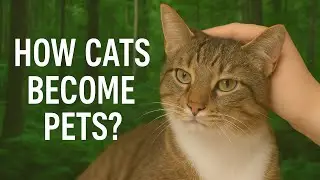 How Cats Became Pets?