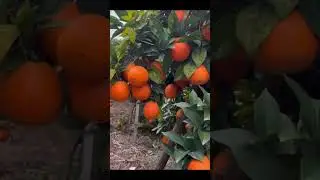 A Red Oranges collection #apple #harvest #collection #freshapple #fruit  #orangepeeling  #garden