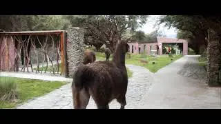 POLYLEPIS LODGE just amazing