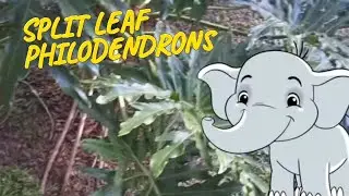 Transplanting Split Leaf Philodendrons,  What a Beautiful Plant. And a little experiment.