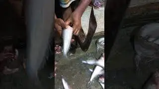 Pabda Fish Cutting 🐟 #fish #cutting #ocean #shorts