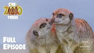 Meerkats, Hedgehogs & Clever Caracaras! | Squeaky Clean | One Zoo Three with the Whitnall Brothers