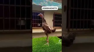 Super Neck Locker Thai