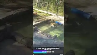 Медведь Мансур - Mansur the Bear (Водичка класс!!)
