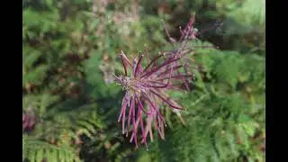 A wee walk around Craigencoon, the Auchenbrack Estate, Tynron, Dumfries & Galloway