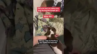 Chicago, help me find Paco! He&rsquo;s a beagle who recently moved from ny with a terrible man.
