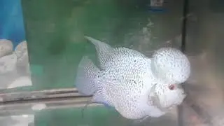 Update from Chubbit my best Flowerhorn fish