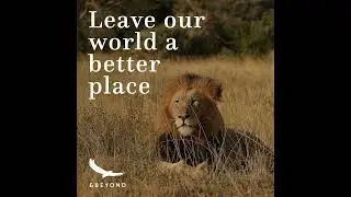 Securing a future for the king of the beasts with Peter Lindsey