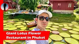 Giant Lotus Flowers in Phuket, You Won&rsquo;t Believe These Are Real!