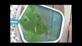 Algen im Pool 2012