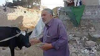 العرج في الحيوانات اسبابه وعلاجه تابع معي للنهايه