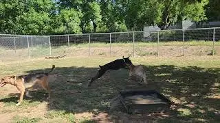 rain, colt, aspen, Lana, available to adopt, Bradshaw animal shelter, Sacramento CA