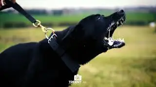 Klaus - Trident Elite K9