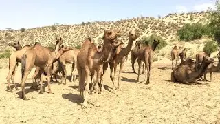 Camel herd resting after grazing in desert| camel herd in desert