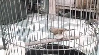 Unik..!!!burung ASI kumis mirip SIKATAN RIMBA DADA COKLAT