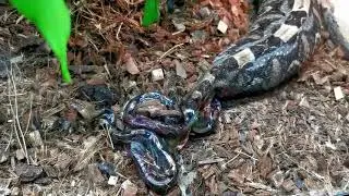 Terra Natura Benidorm acoge el nacimiento de 36 cr&iacute;as de v&iacute;bora de Gab&oacute;n