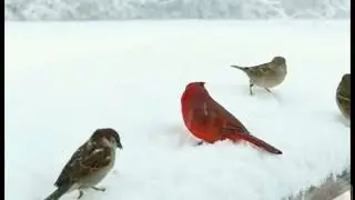 Unveiling Incredible Secrets of the Bird Kingdom #viralvideo #short #birds #animalworld