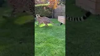 Mother Cat Strikes the Predator With Lightning Speed